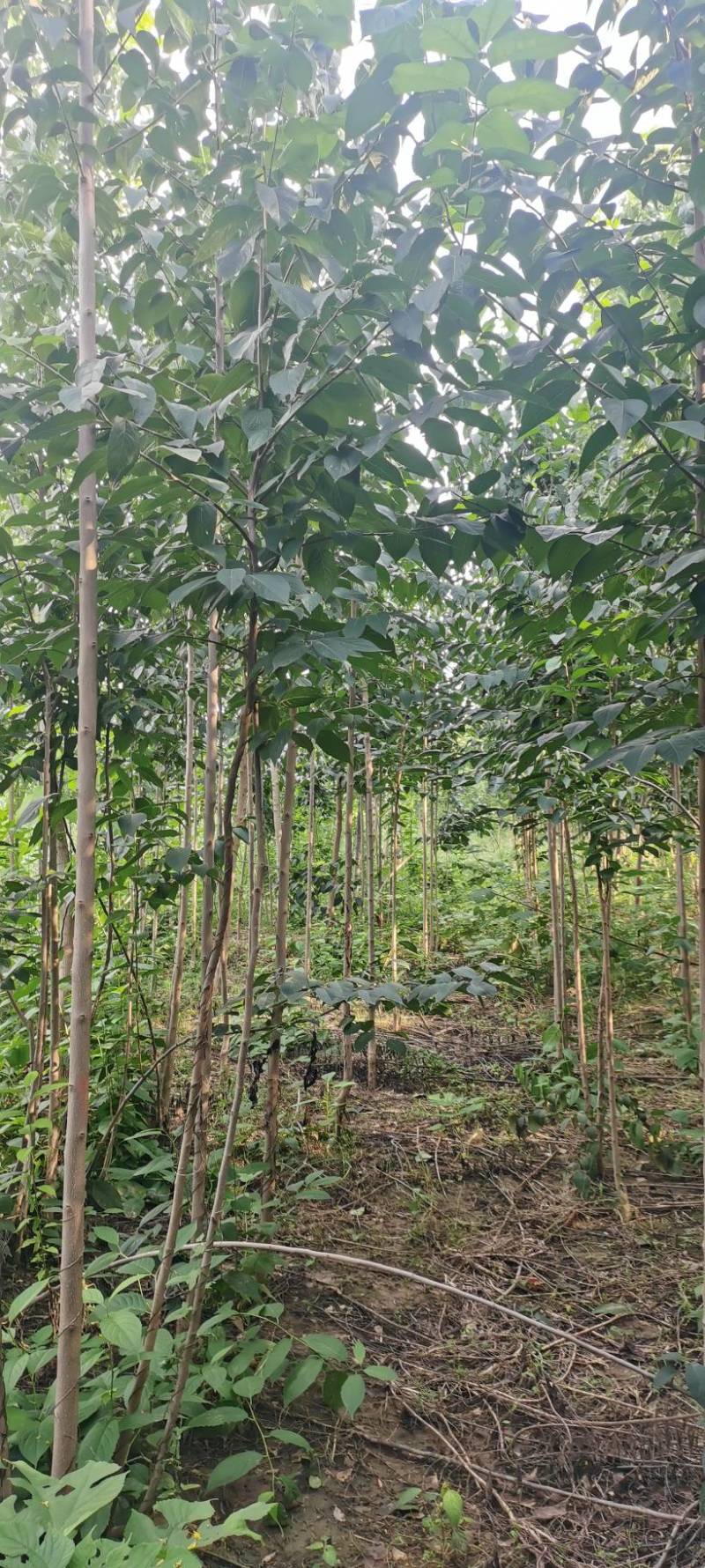 河南长葛杜仲华仲5号3～6公分自己的树不是中介