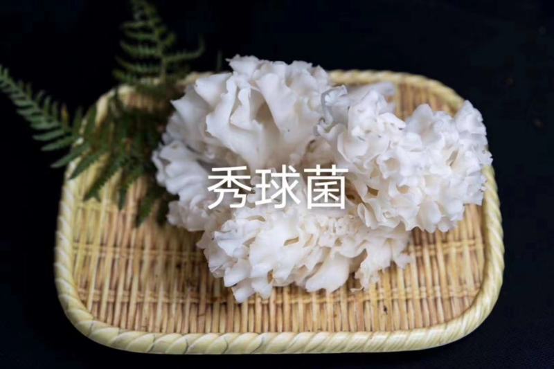 绣球菌
