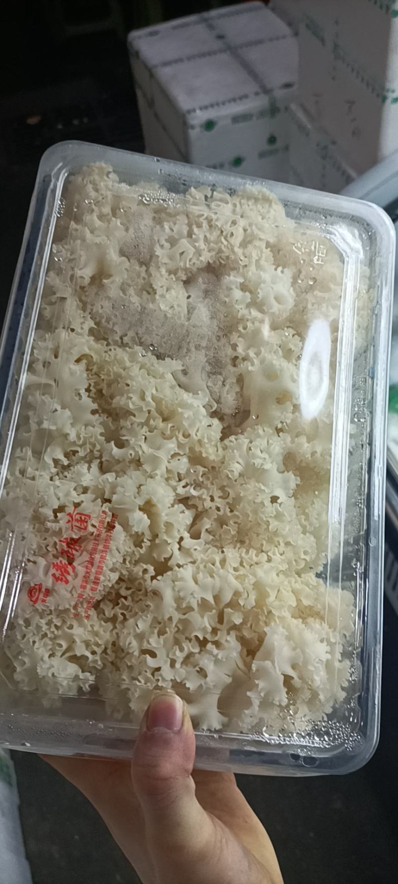绣球菌