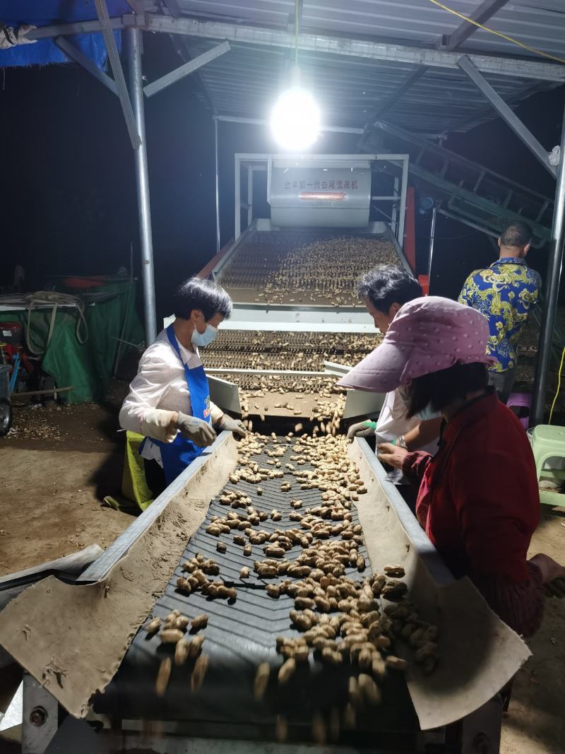 机器精选.人工挑选鲜花生.代发全国电商.加工厂.批发市场