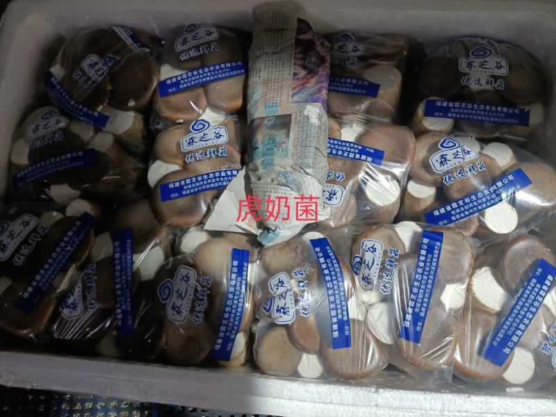 虎奶菌