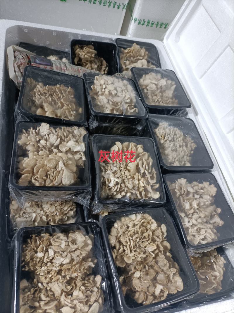 舞耸菌