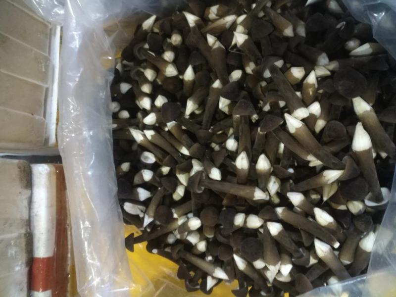 黑皮鸡枞菌