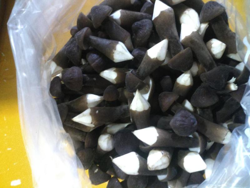 黑皮鸡枞菌