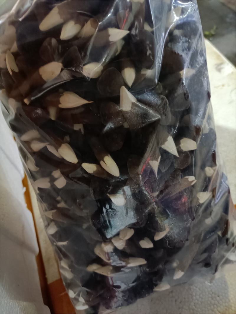 黑皮鸡枞菌