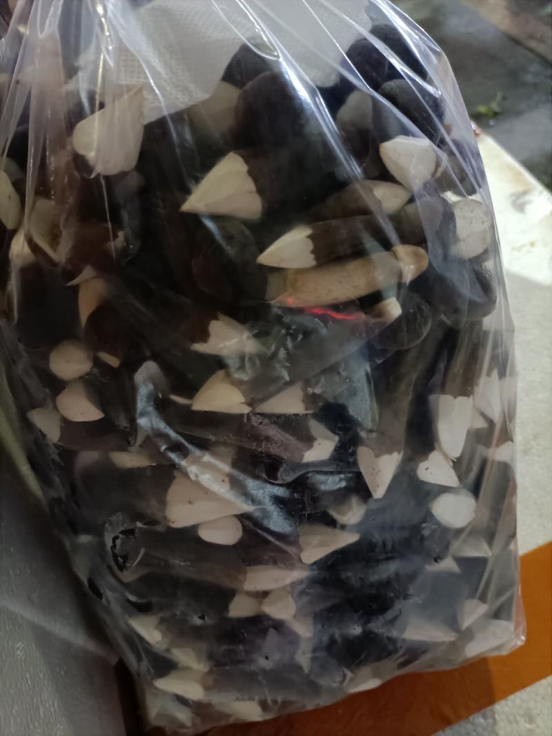 黑皮鸡枞菌