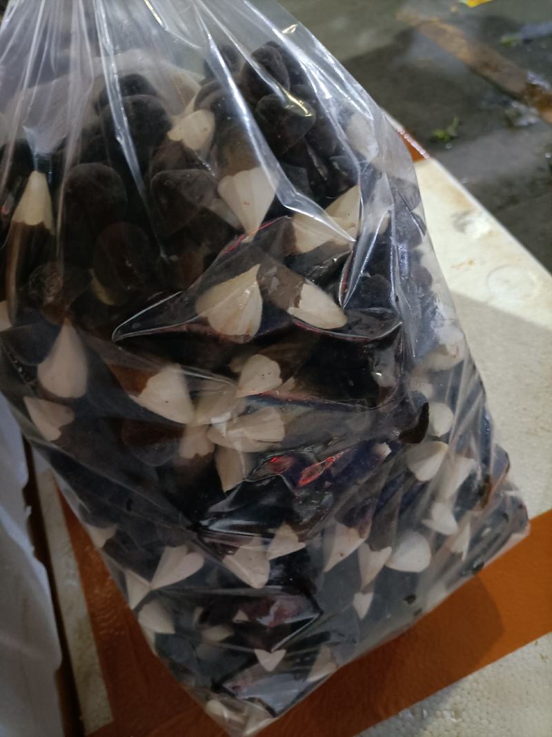 黑皮鸡枞菌