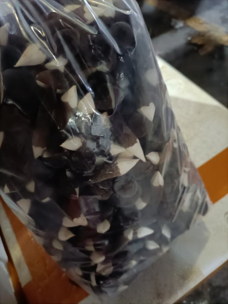 黑皮鸡枞菌
