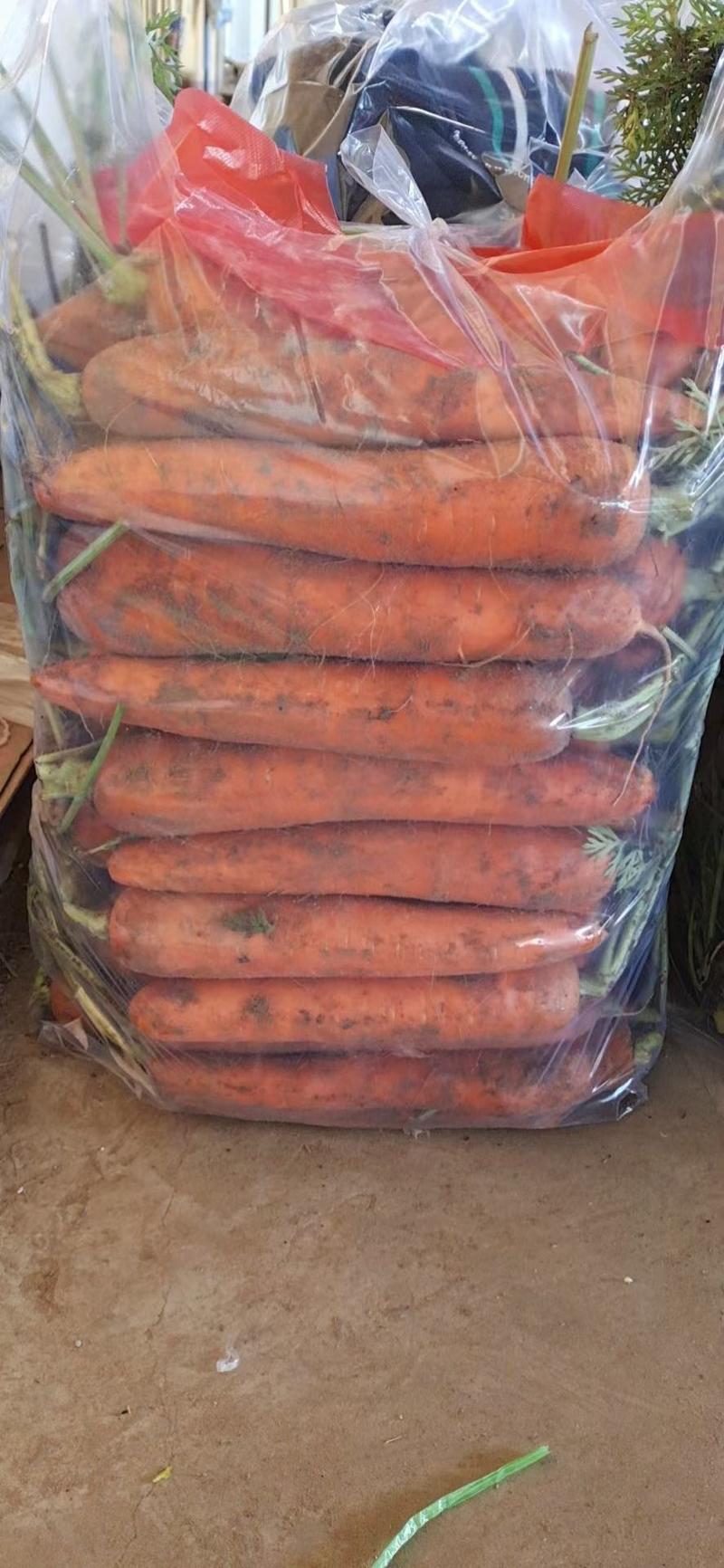 精品带土胡萝卜库存货大量出库中，每天供应三百五十吨