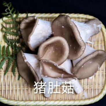 猪肚菇