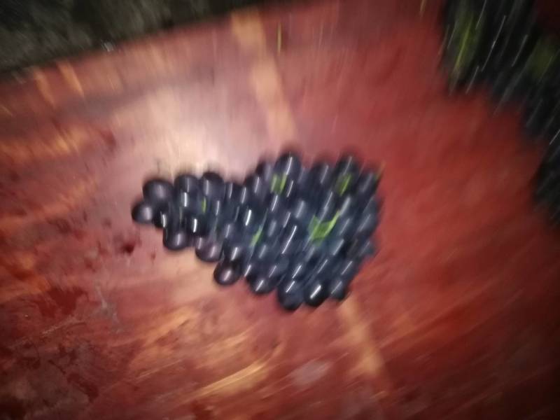 长顺县葡萄