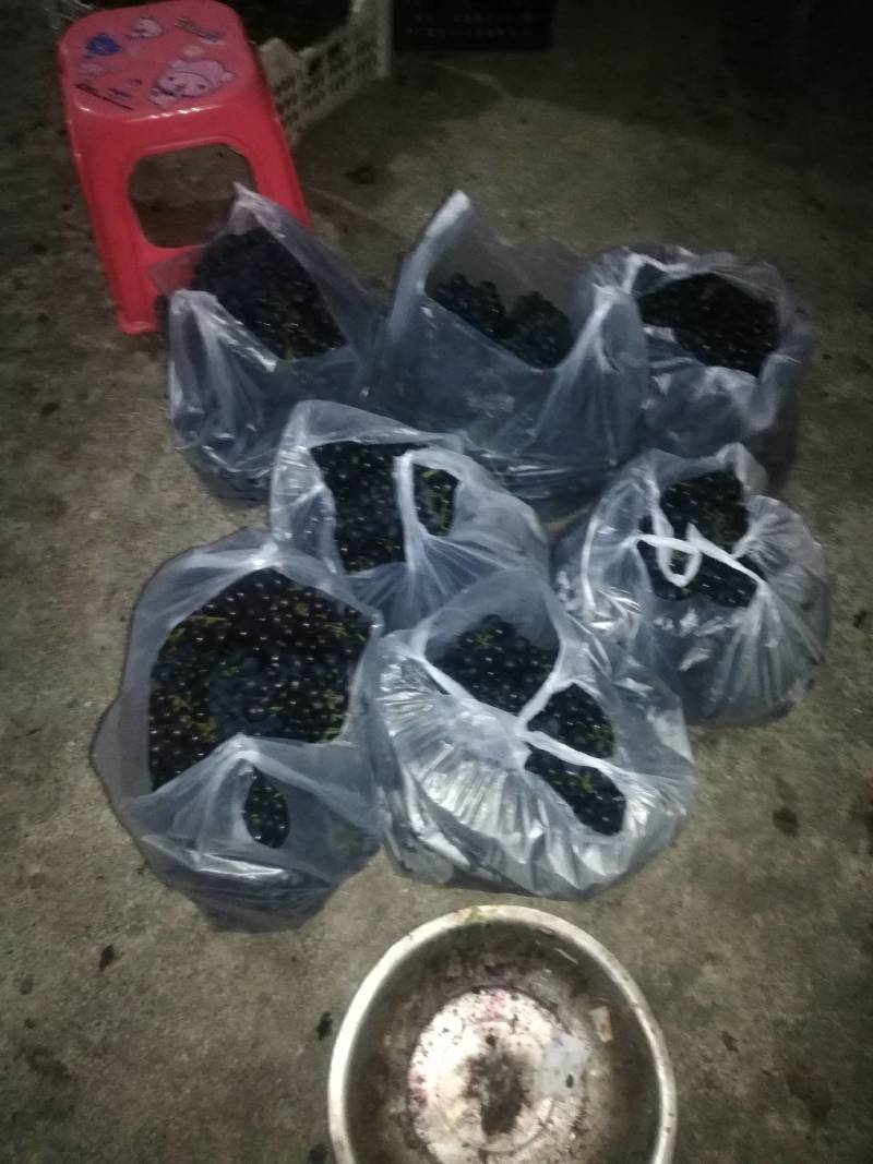 长顺县葡萄