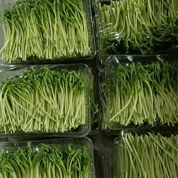豆苗