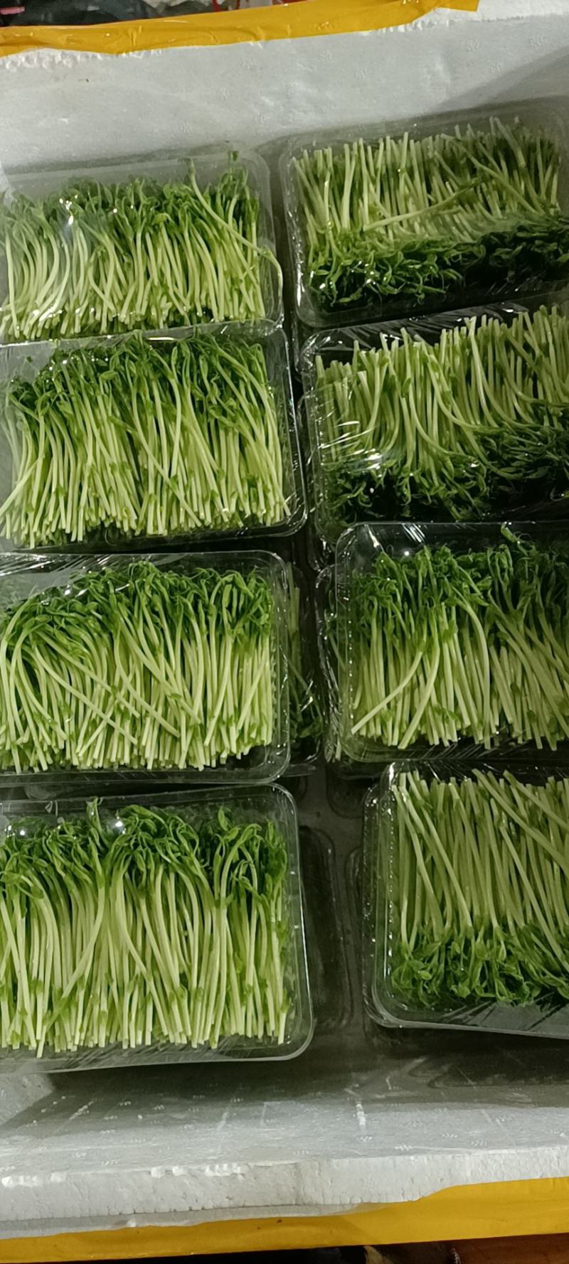 豆苗