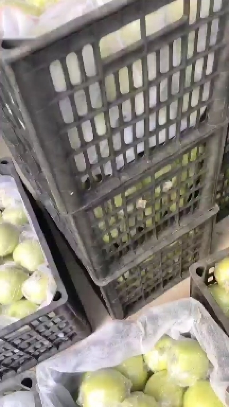 大量膜袋金帅，纸袋金帅，纸袋红星，纸袋红将军，现摘新季苹