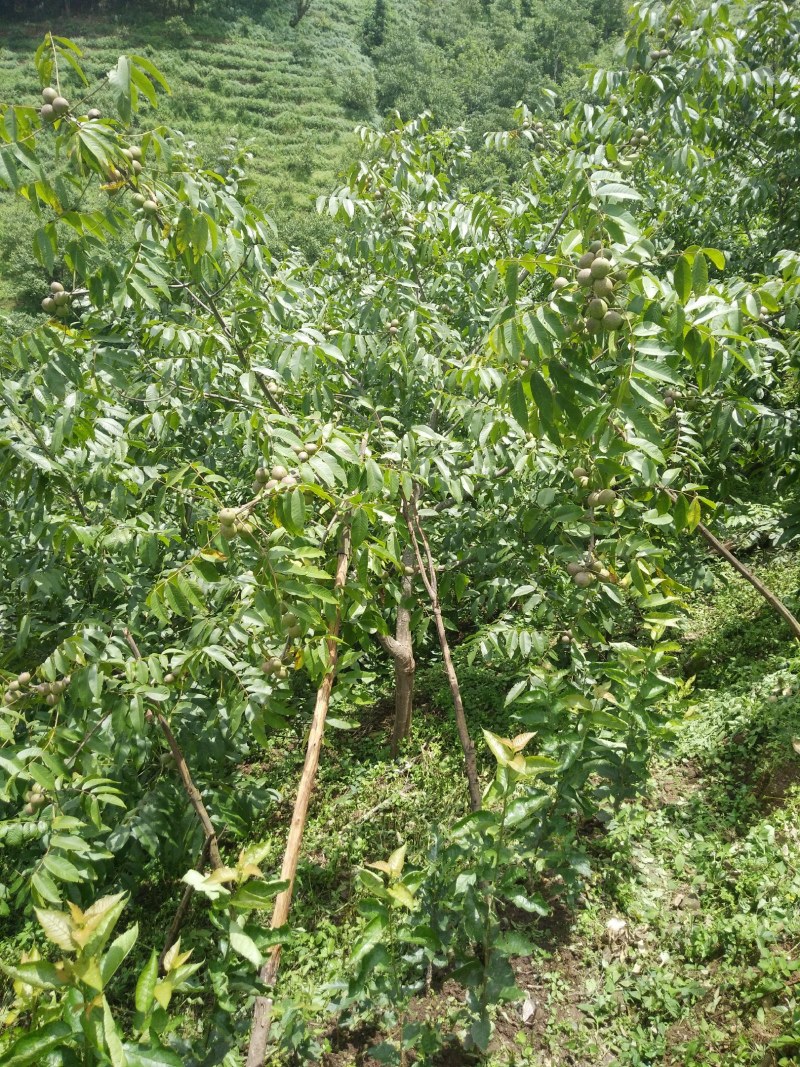 2025年云南青皮核桃新鲜核桃子果大皮薄仁味香肉厚