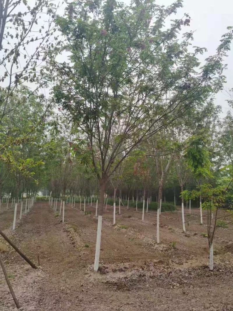 香花槐现挖现卖成活率高苗圃直发价格低