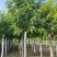 香花槐现挖现卖成活率高苗圃直发价格低