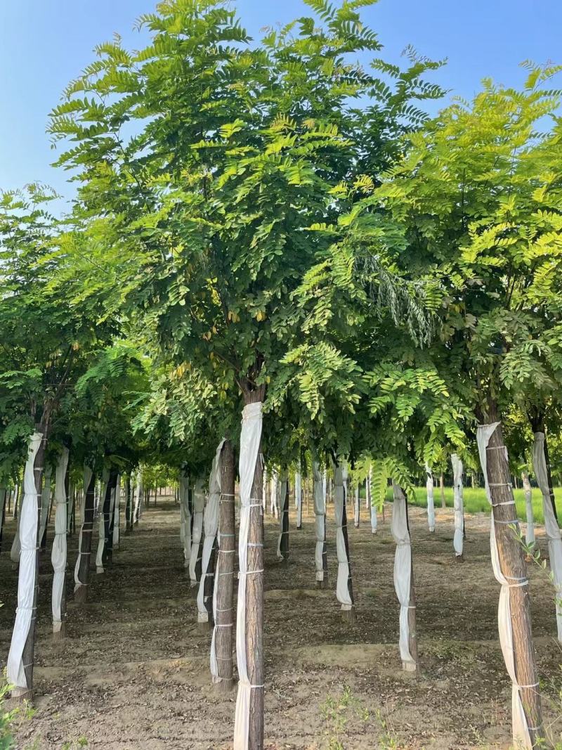 香花槐现挖现卖成活率高苗圃直发价格低