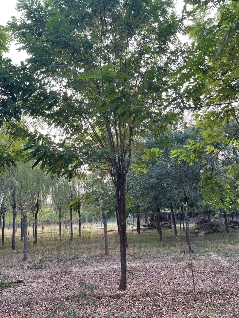 香花槐现挖现卖成活率高苗圃直发价格低