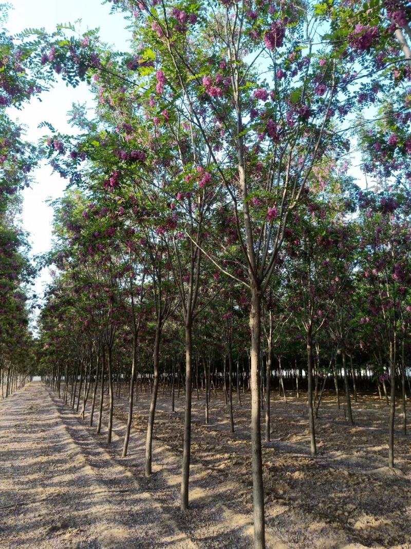 香花槐现挖现卖成活率高苗圃直发价格低