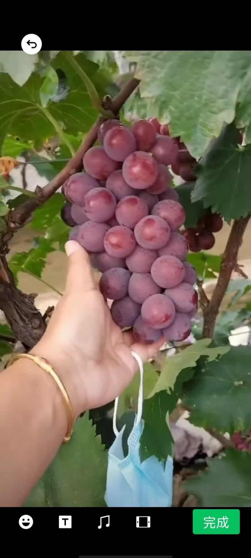 巨峰葡萄