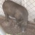 松辽黑猪