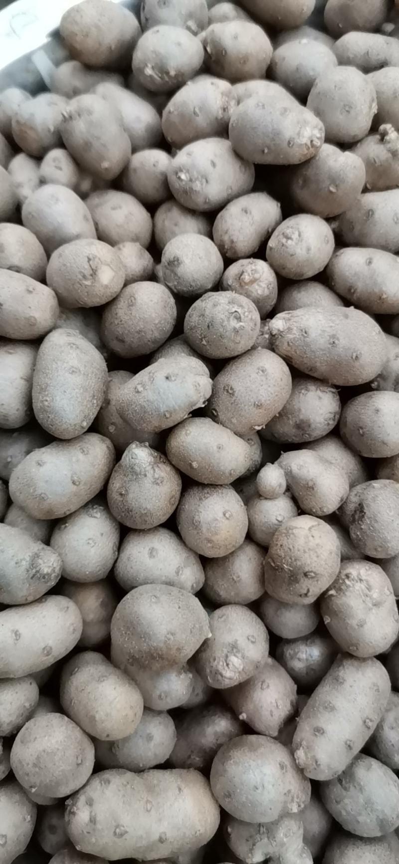 青州原产地批发零售优质白玉山药豆，规格齐全价格合理