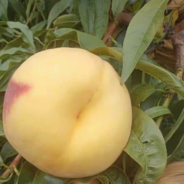 黄金蜜四号果个大，无病虫害，果面干净，耐运输!