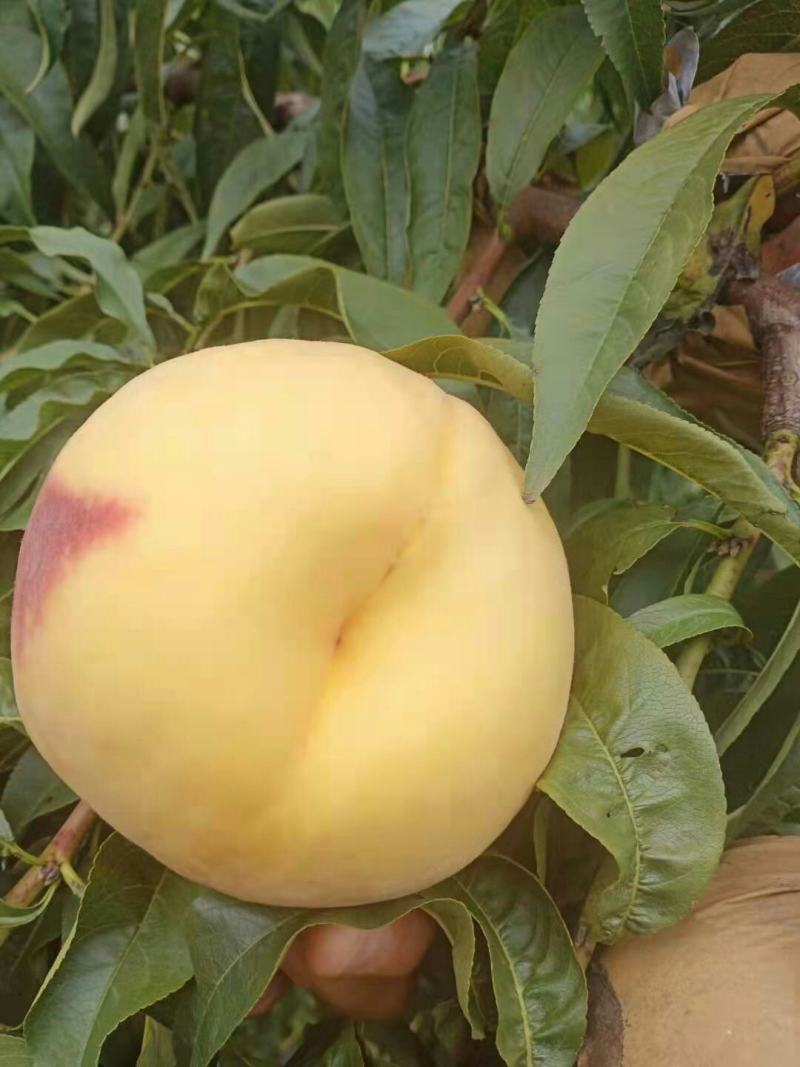 黄金蜜四号果个大，无病虫害，果面干净，耐运输!