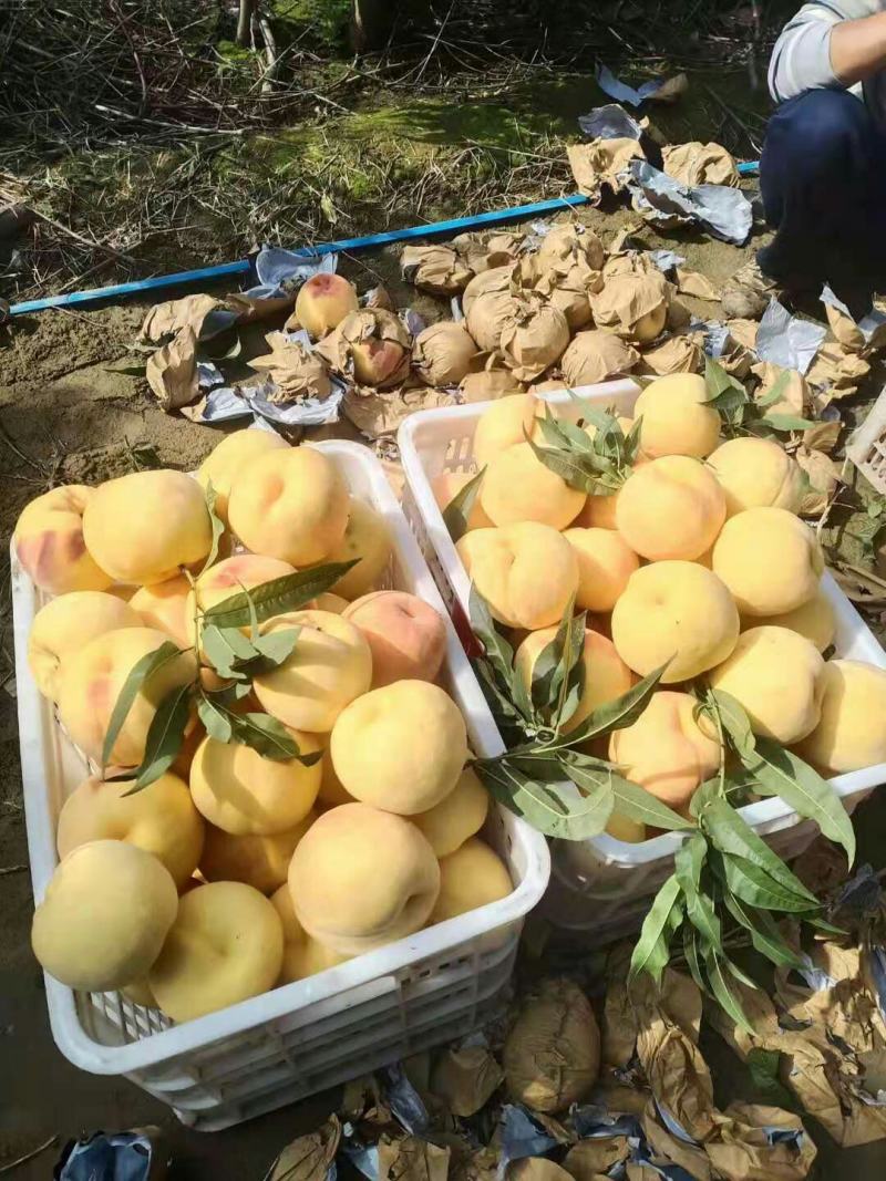黄金蜜四号果个大，无病虫害，果面干净，耐运输!
