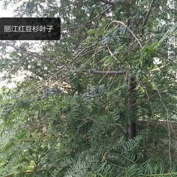 红豆杉茶