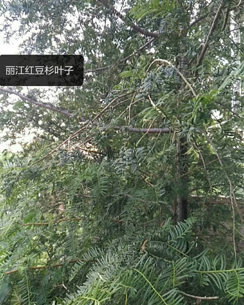 红豆杉茶