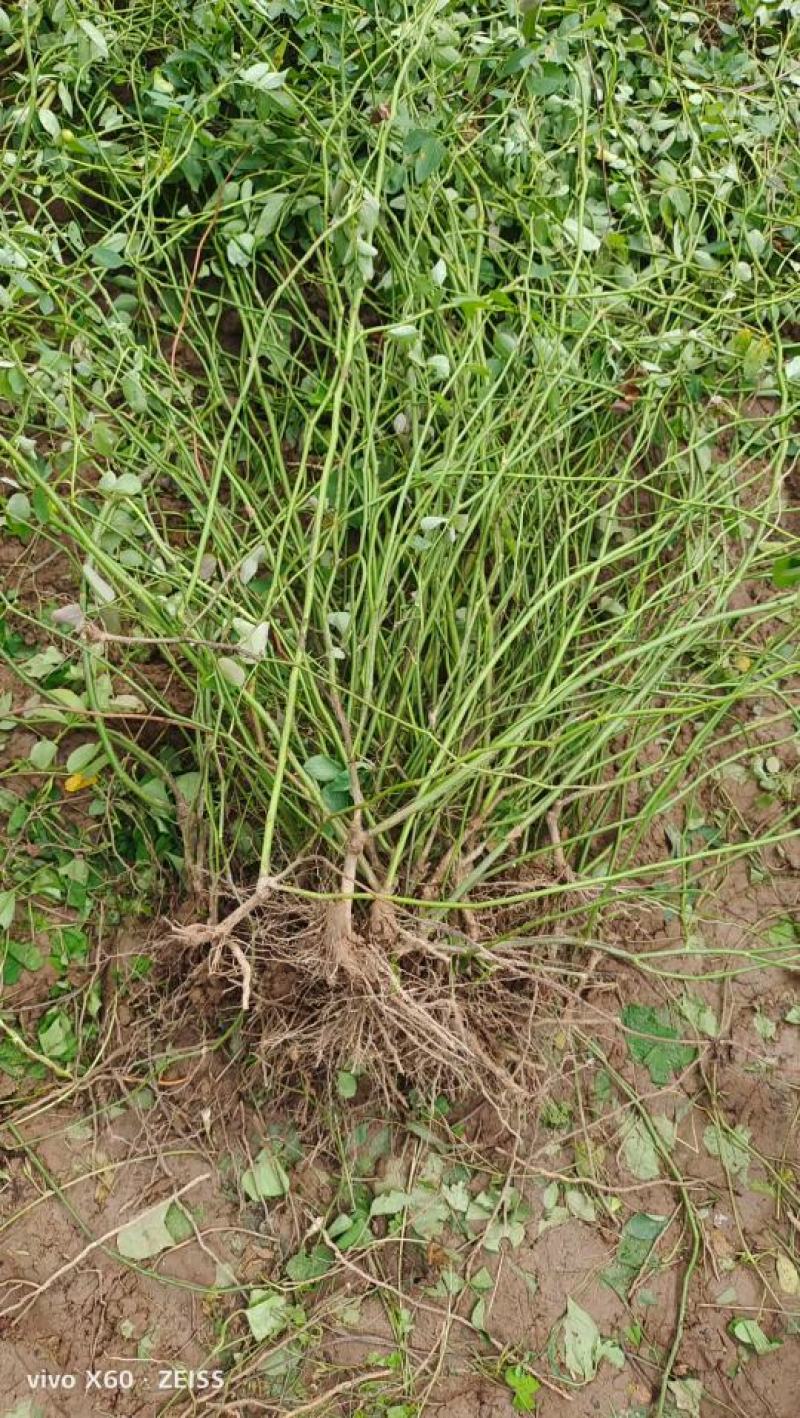 蔷薇苗蔷薇小苗爬墙梅苗爬藤植物高手包邮发货