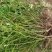 蔷薇苗蔷薇小苗爬墙梅苗爬藤植物高手包邮发货