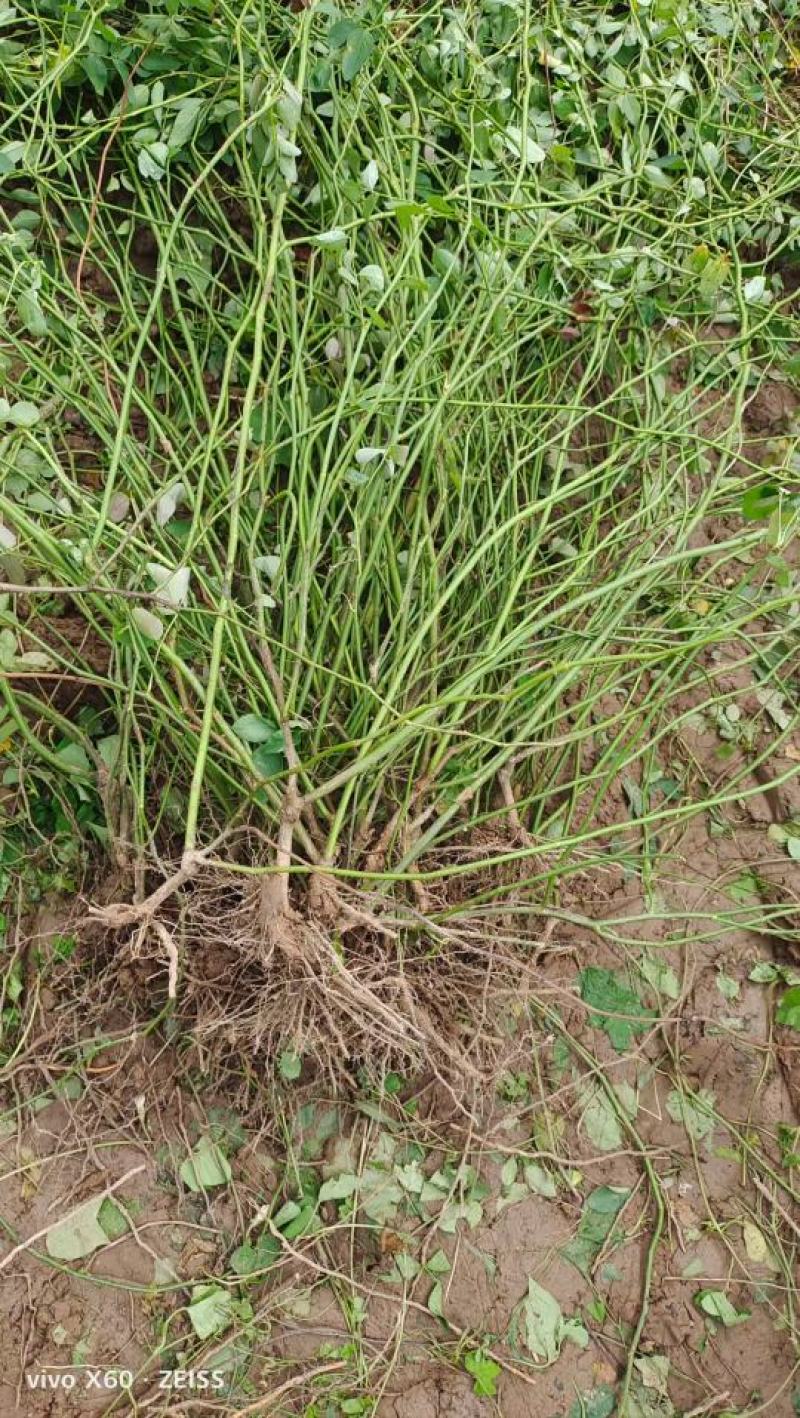蔷薇苗蔷薇小苗爬墙梅苗爬藤植物高手包邮发货