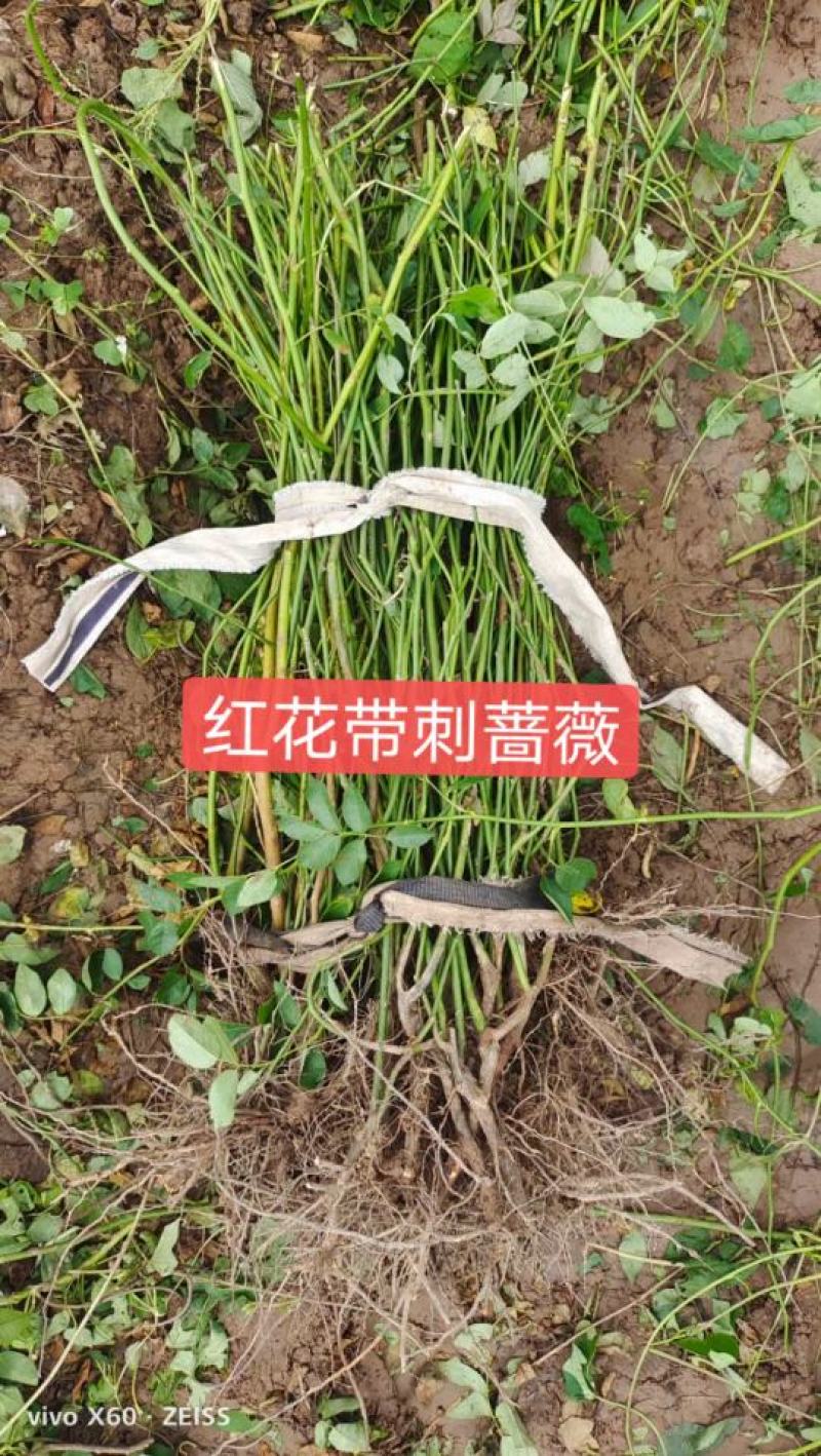 蔷薇苗蔷薇小苗爬墙梅苗爬藤植物高手包邮发货