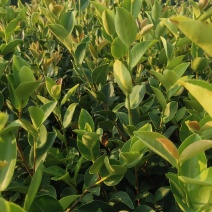 江西高产白花嫁接油茶苗20-80【有好货样品】优质良种油茶苗