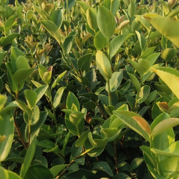 江西高产白花嫁接油茶苗20-80【有好货样品】优质良种油茶苗