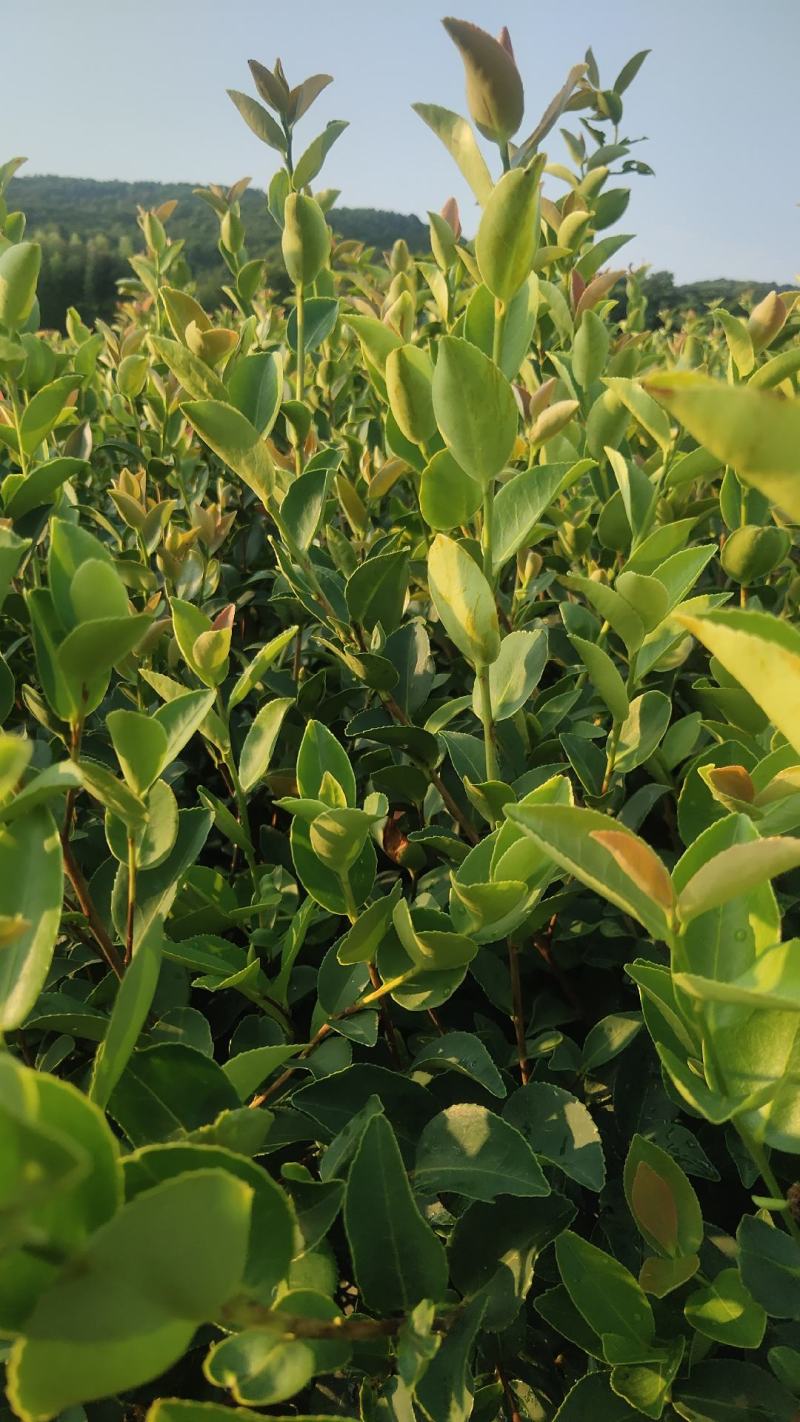 江西高产白花嫁接油茶苗20-80【有好货样品】优质良种油茶苗