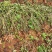 [牛]【七彩鲜花生】云南孟连七彩新花生基地种植产地直发