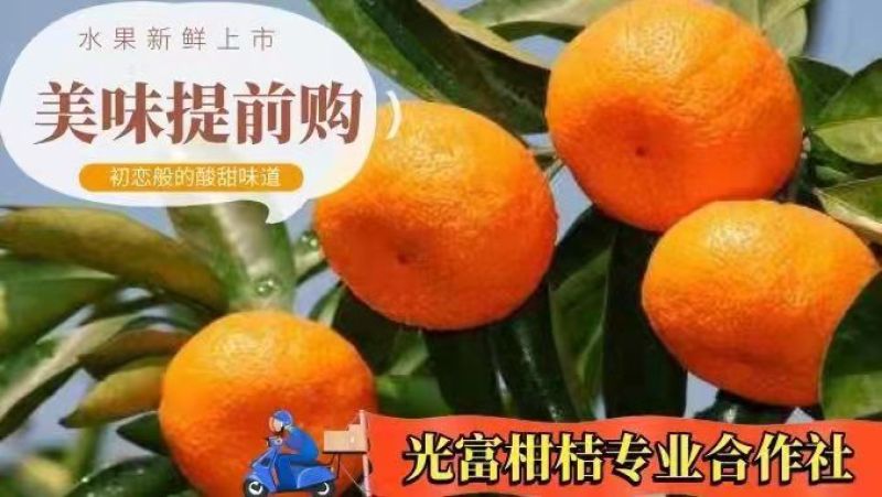 湖北宜昌富橘农业，特早蜜桔大芬果圆看货定价