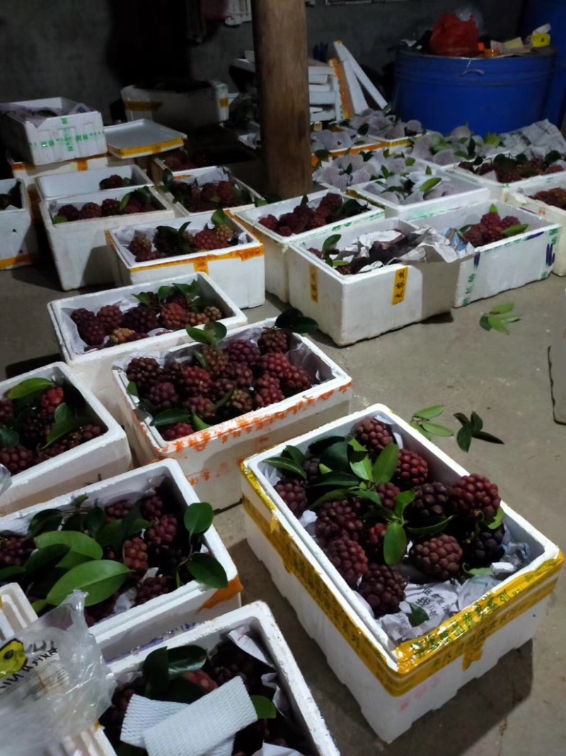 湖南黑老虎布福娜现货顺丰一件代发包邮包售后
