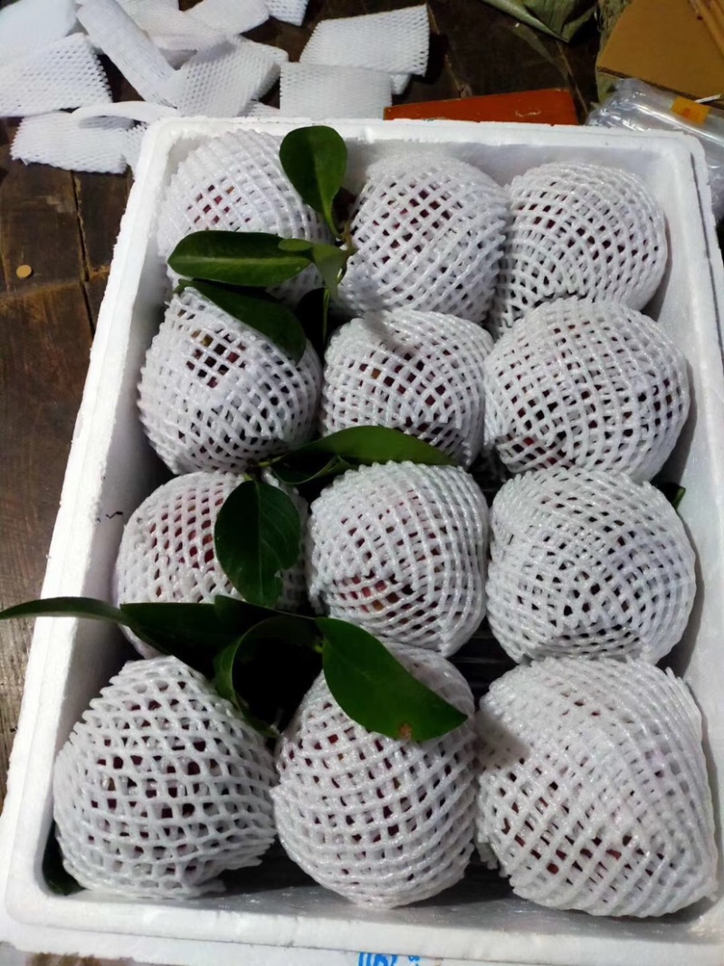 湖南黑老虎布福娜现货顺丰一件代发包邮包售后