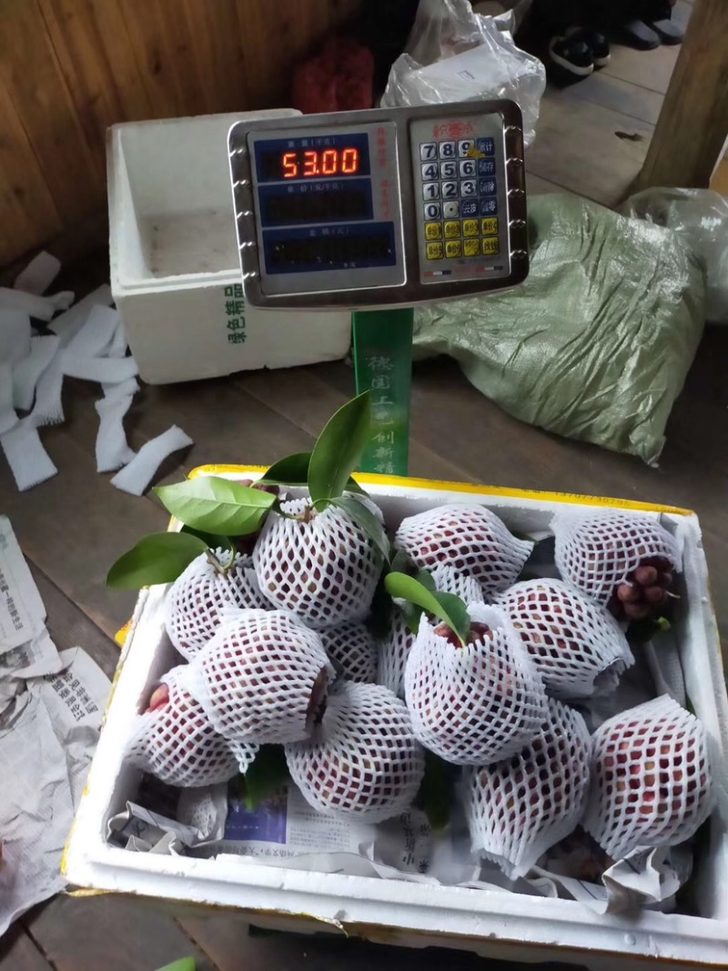 湖南黑老虎布福娜现货顺丰一件代发包邮包售后