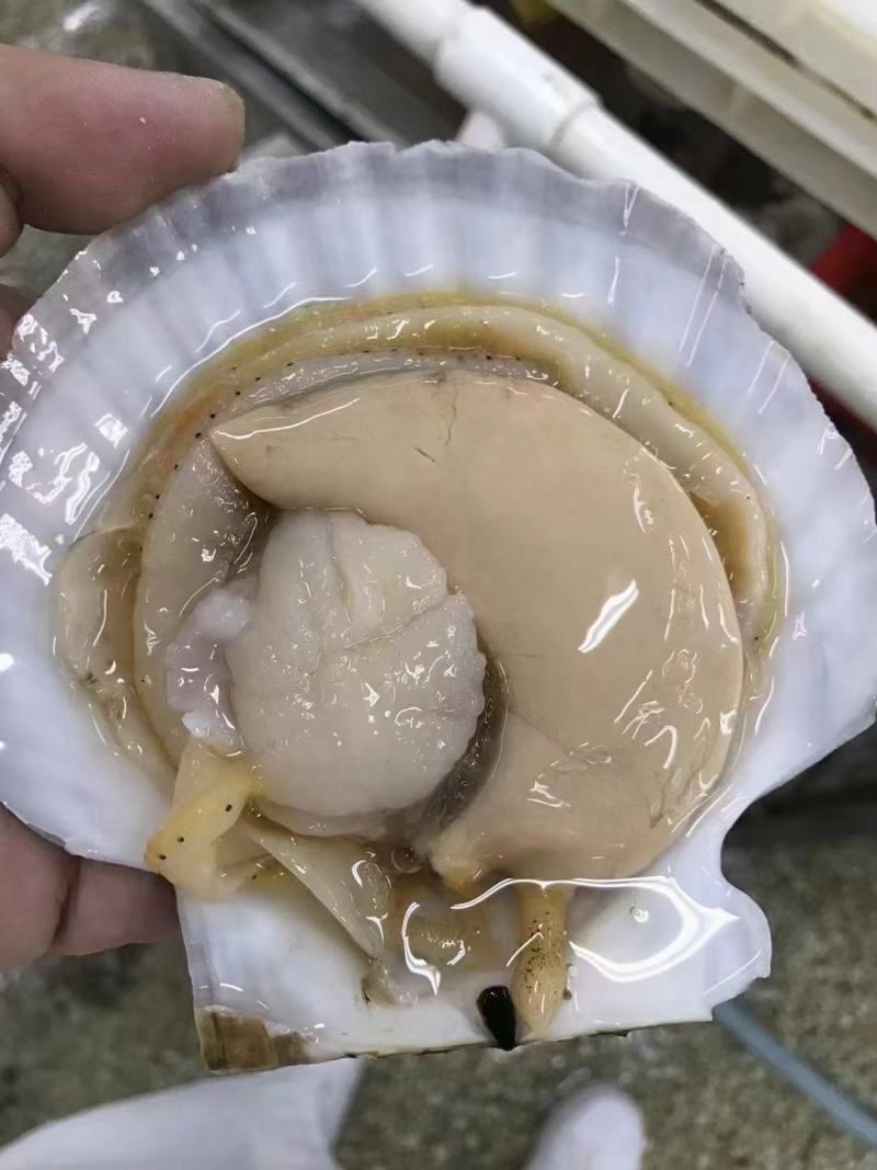 大连獐子岛原装扇贝，工厂直发，支持增值税专用发票，