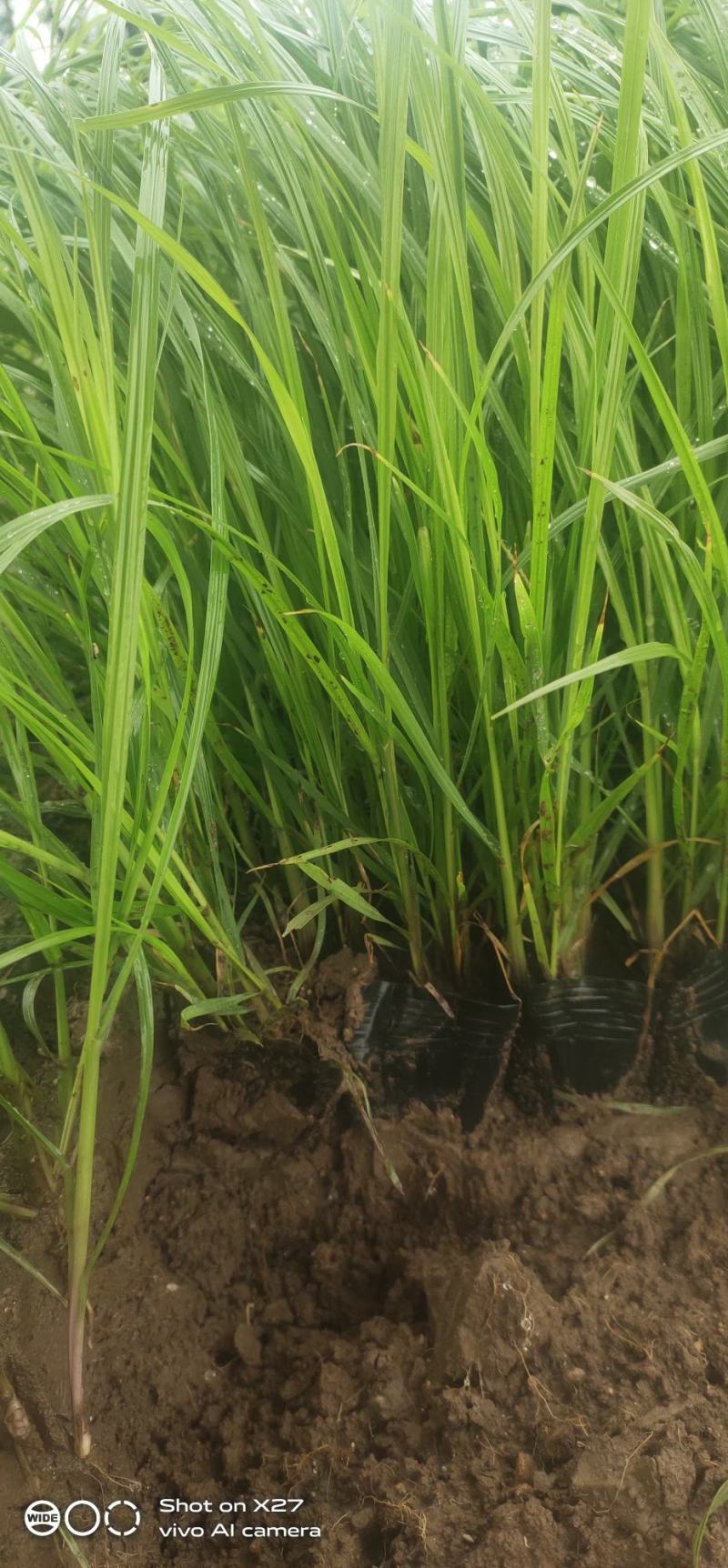 狼尾草，狼尾草基地固堤防沙护坡观赏狼尾草，多年生