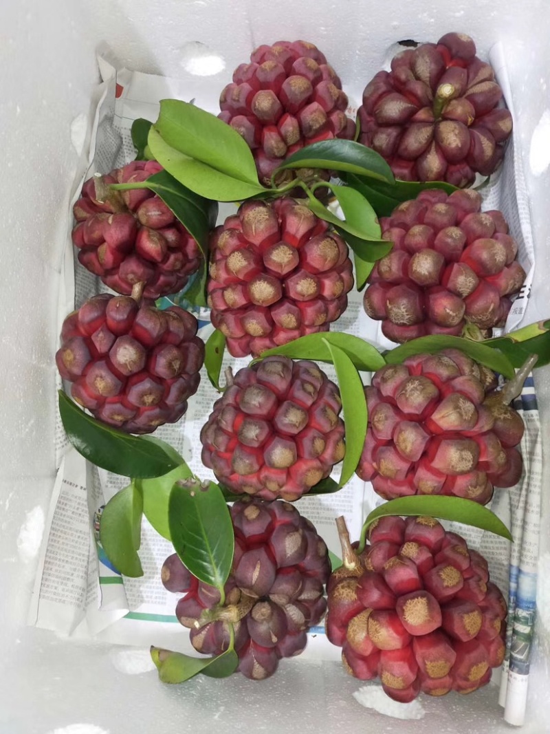 现货黑老虎布福娜批发顺丰包邮一件代发包邮包售后