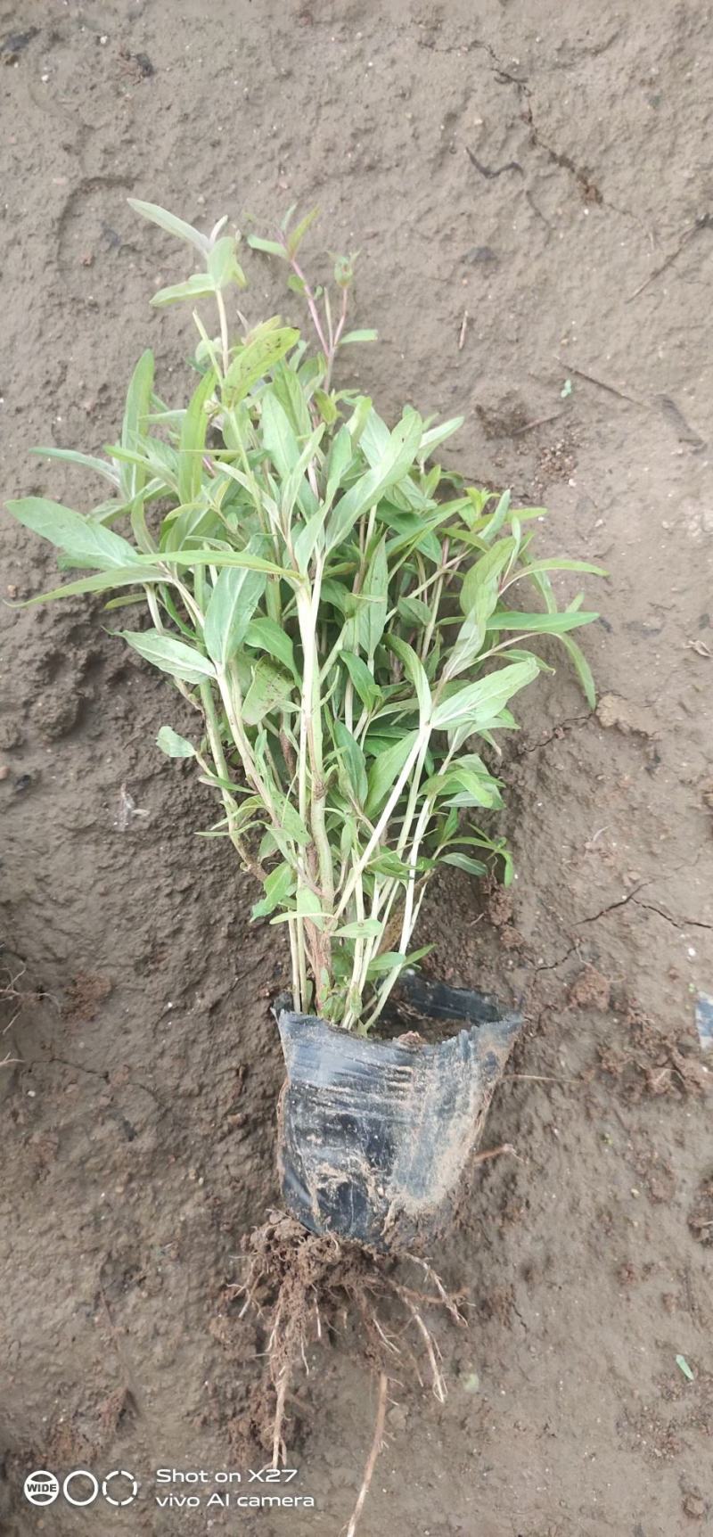 千屈菜自有基地种植可陆地栽植也可水里种植