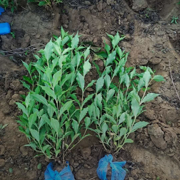 锦带60/80/90/100高度规格齐全成活率高自家苗圃